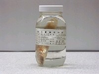 藏品(尖頭塘鱧)的圖片